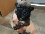 Bouledogue Fran&ccedil;ais &agrave; vendre