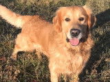 Mâle Golden Retriever LOF dispo pour saillie