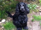Mâle Cocker noir disponible pour saillie