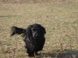 Mâle Cocker noir disponible pour saillie