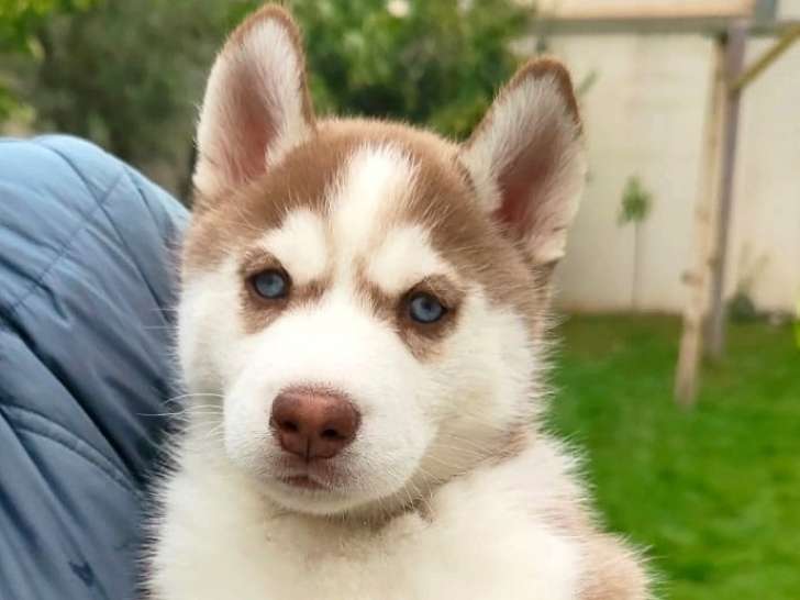 Chiots de race Husky Sibérien à vendre (3 femelles & 2 mâles)