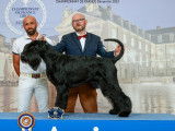Chiots Schnauzer Géant noirs à vendre