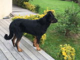 Étalon Beauceron LOF disponible pour saillie