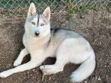 Mâle Husky Sibérien disponible pour saillie
