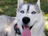 Mâle Husky Sibérien disponible pour saillie