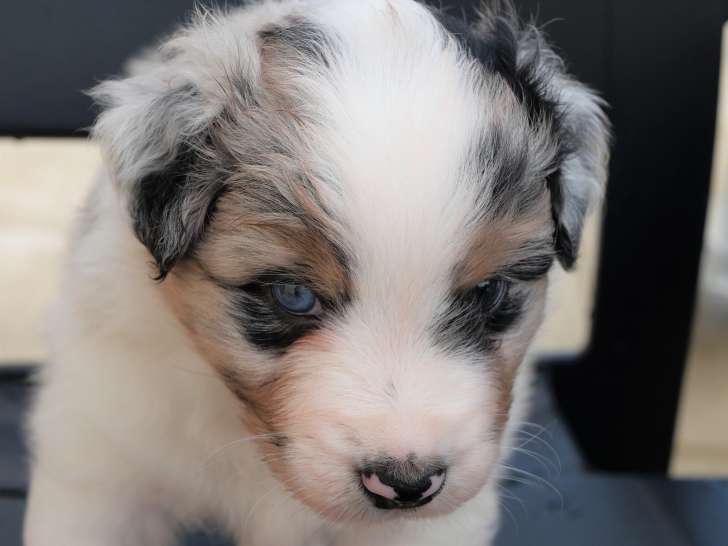 6 chiots males LOF  Bergers Australiens à réserver