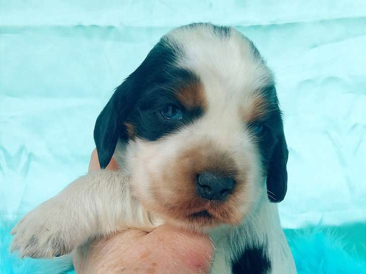 Chiots Cocker Anglais à vendre