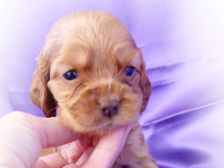 Chiots Cocker Anglais à vendre