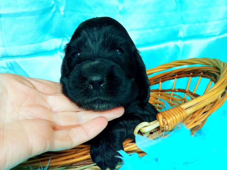 Chiot Cocker Anglais non LOF (facilités paiement 3-4 fois CB)