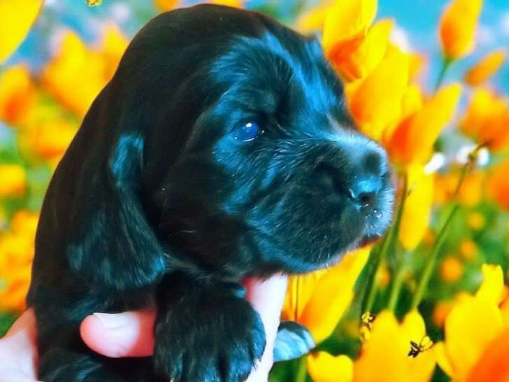 Chiot Cocker Anglais non LOF (facilités paiement 3-4 fois CB)