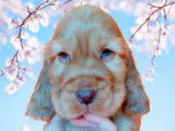 Chiot Cocker Anglais non LOF (facilités paiement 3-4 fois CB)