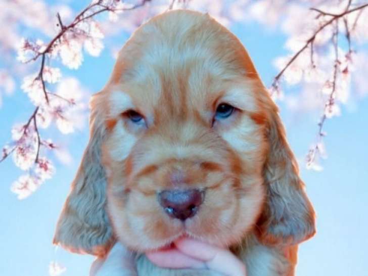 Chiot Cocker Anglais non LOF (facilités paiement 3-4 fois CB)