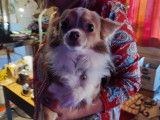 Chihuahua lavande clair blanc &agrave; vendre