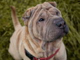 Mâle Shar-Peï disponible pour saillie