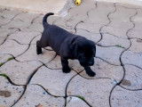Chiots Cane Corso LOF