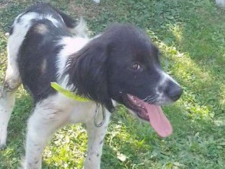Ugo, Springer Spaniel à adopter