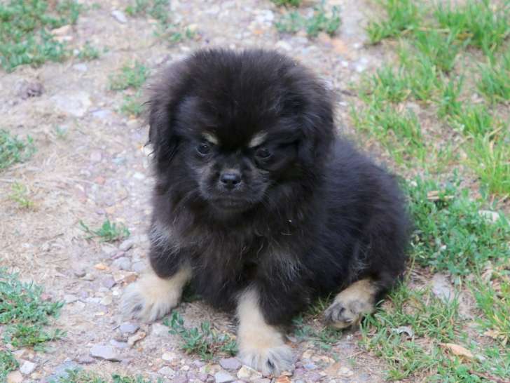 Chiots Épagneuls Tibétains LOF à vendre