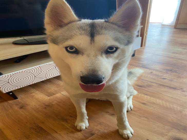 Husky Sibérie à vendre