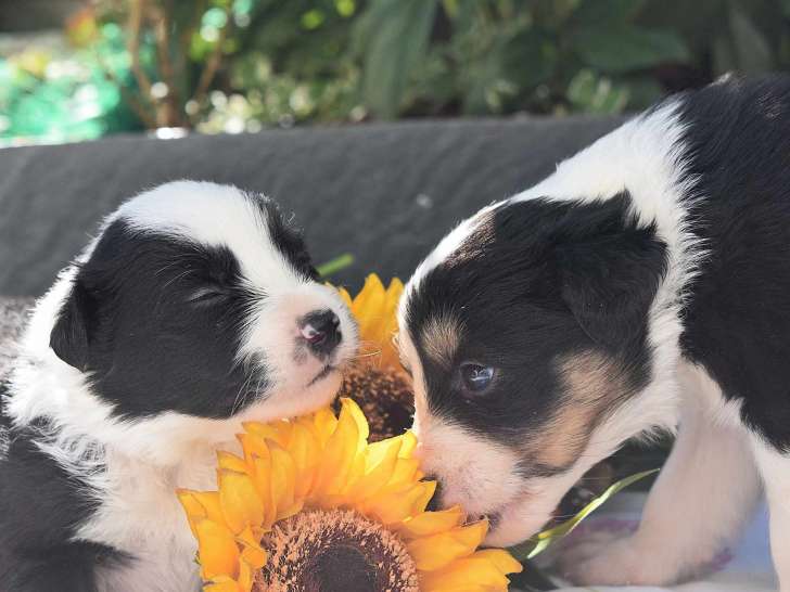 Chiots Border Collie à vendre