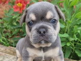M&acirc;les Bouledogues Fran&ccedil;ais exotiques bleu tan &agrave; vendre
