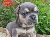 M&acirc;les Bouledogues Fran&ccedil;ais exotiques bleu tan &agrave; vendre