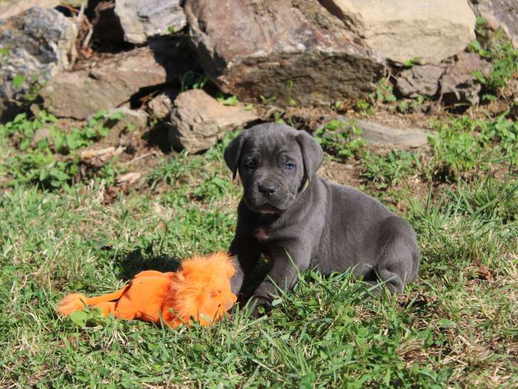 Chiots Cane Corso LOF à réserver