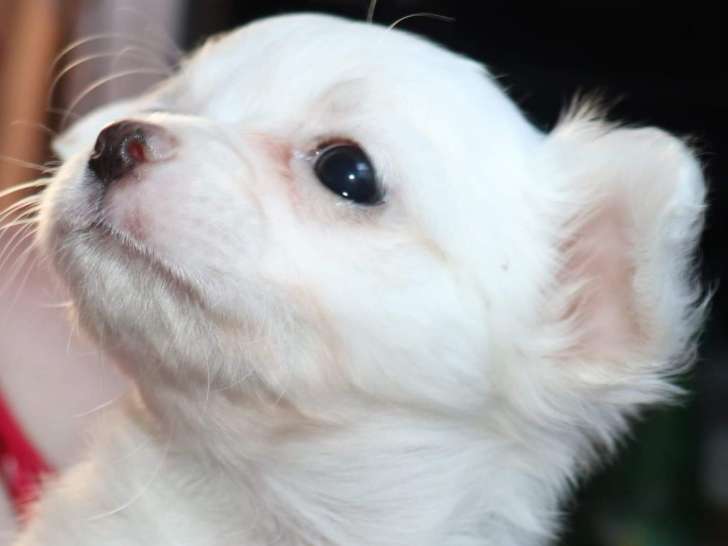 Chiots Chihuahua à vendre