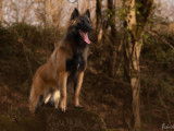 Berger Malinois mâle disponible pour saillie