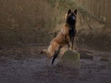Berger Malinois mâle disponible pour saillie
