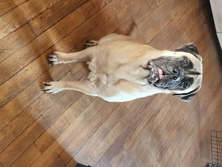 Chiots Bullmastiff à vendre