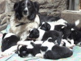 Chiots de race Border Collie à vendre (3 femelles & 2 mâles)