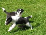 Chiots de race Border Collie à vendre (3 femelles & 2 mâles)