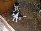 Chiots de race Border Collie à vendre (3 femelles & 2 mâles)