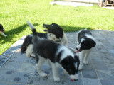Chiots de race Border Collie à vendre (3 femelles & 2 mâles)