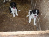 Chiots de race Border Collie à vendre (3 femelles & 2 mâles)