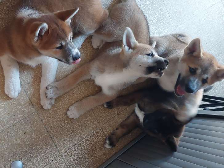 4 puppys 1 reutje en 2 teefjes volledig in orde