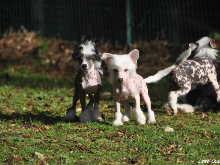 Chiots Chien Chinois à Crête LOF à vendre