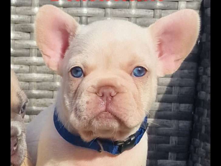 Chiots Bouledogues Français exotiques  lilas tan Platinium Disponible