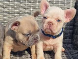 Chiots Bouledogues Français exotiques lilas tan Platinium Disponible