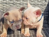 Chiots Bouledogues Français exotiques lilas tan Platinium Disponible