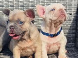 Chiots Bouledogues Français exotiques lilas tan Platinium Disponible