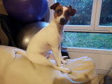 Femelle Jack Russell disponible pour saillie