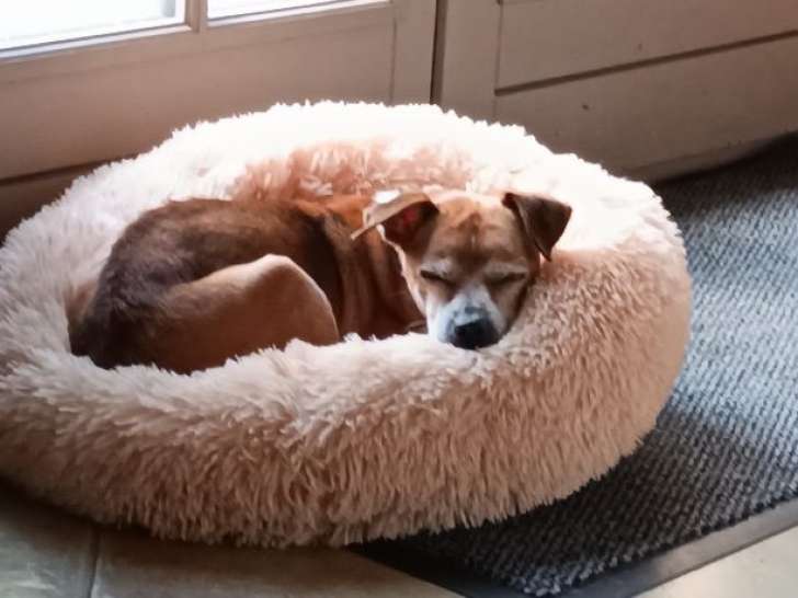Chien adulte mâle à donner