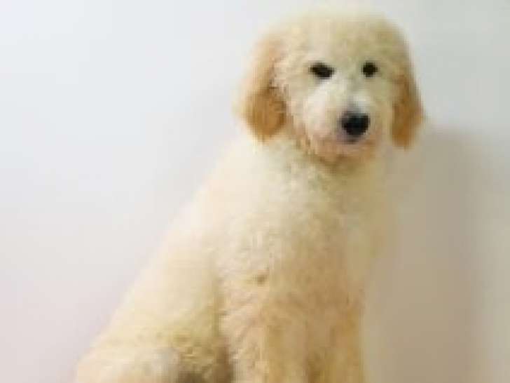 Chiots Goldendoodle à vendre