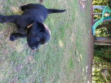 Vends chiots Labrador LOF