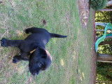 Vends chiots Labrador LOF
