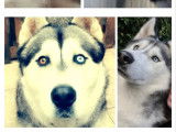 4 mâles Husky disponibles pour saillie