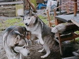 4 mâles Husky disponibles pour saillie