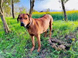 Chiots Rhodesian Ridgeback LOF Disponibles Maintenant