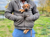 Chiots Rhodesian Ridgeback LOF Disponibles Maintenant